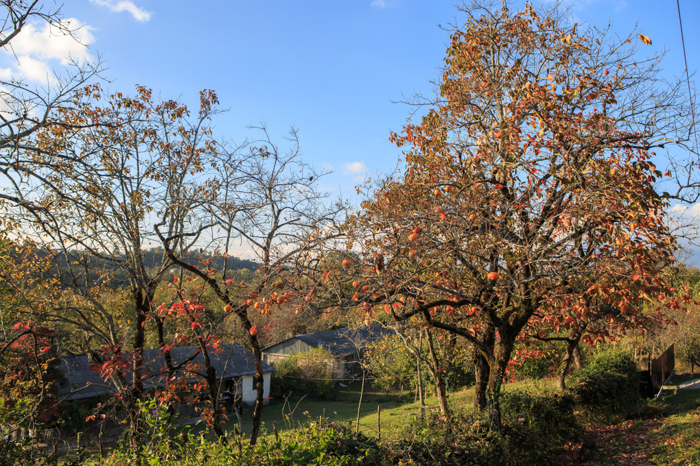 Mugudzirkhva, Miusera
